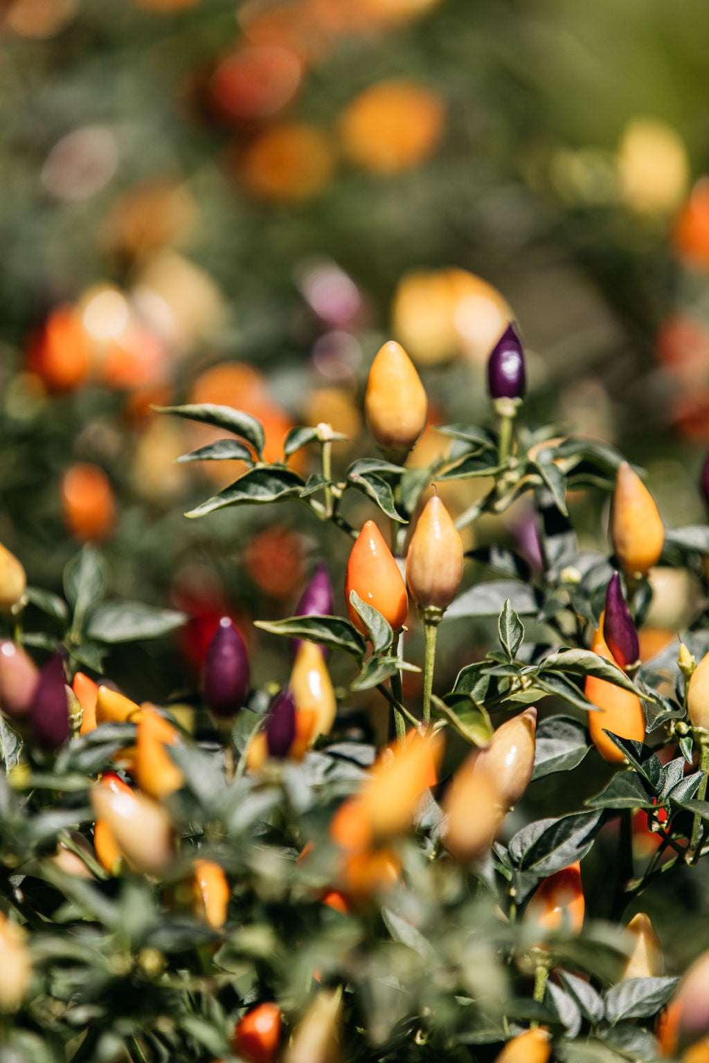 Capsicum annuum 'Bolivian Rainbow' (Chilli) 200mm
