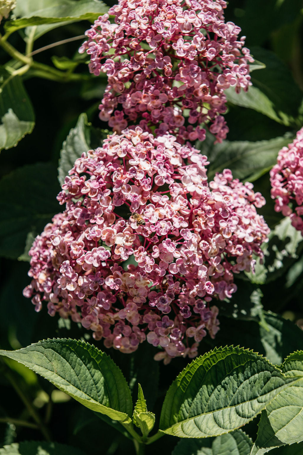 Hydrangea 'Miss Saori' (Hydrangea)