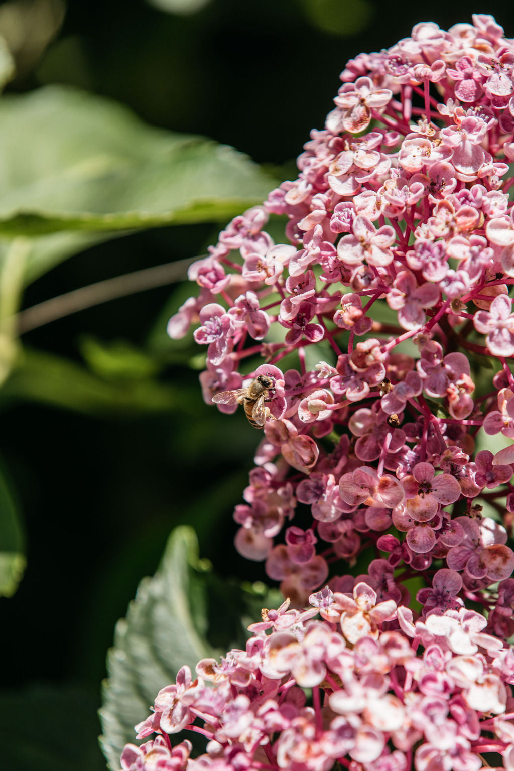 Hydrangea 'Miss Saori' (Hydrangea)