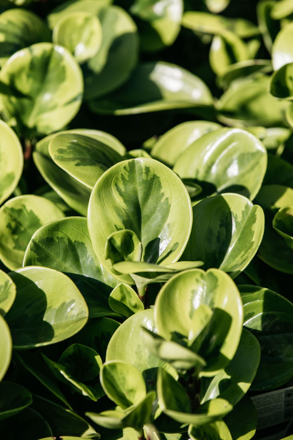 lemon lime rubber tree care Peperomia obtusifolia 'Lemon Lime' (Baby Rubber Plant)