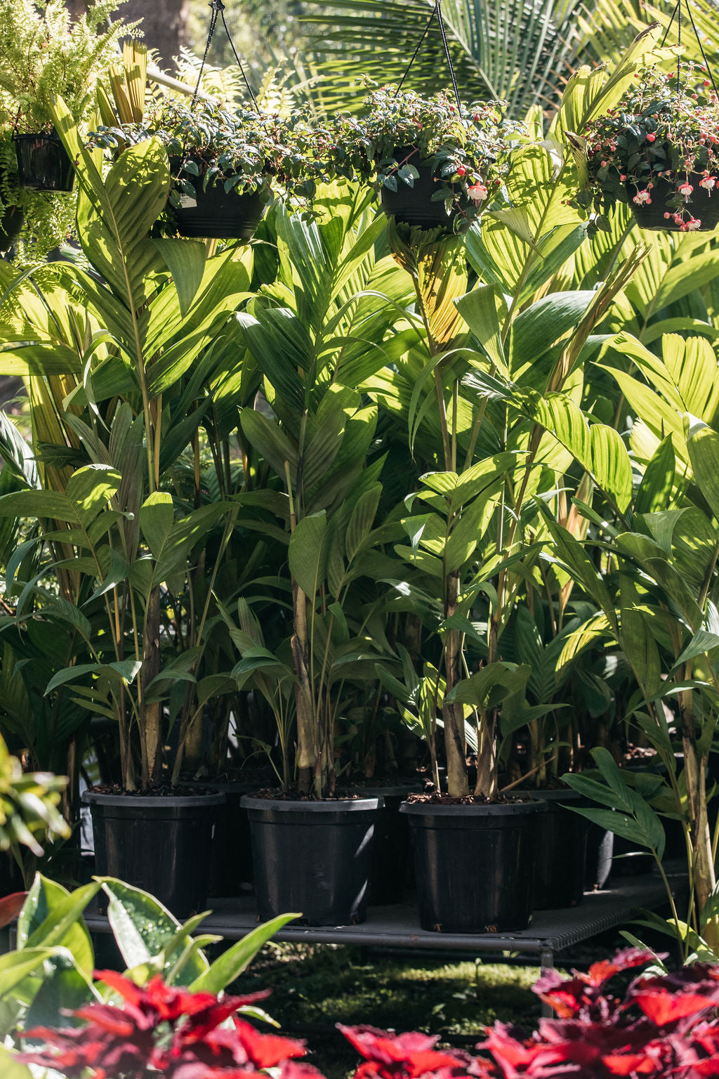 Ivory Cane Palm (Pinanga coronata)