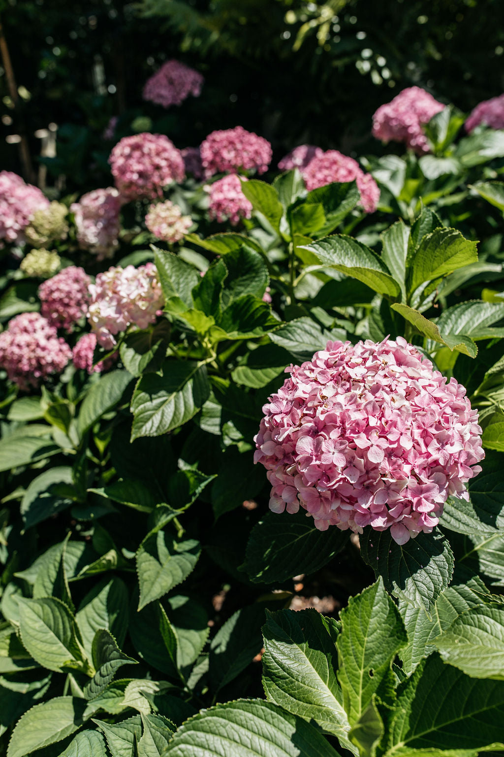 Hydrangea Pink