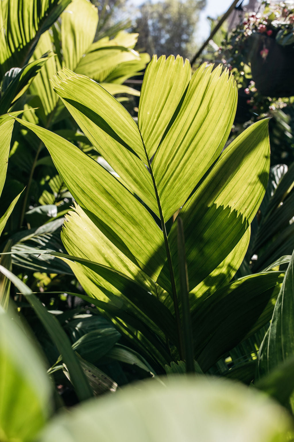 Ivory Cane Palm (Pinanga coronata)