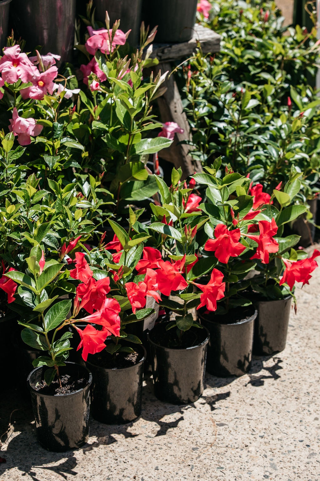 Dipladenia "mandevilla" Tourmaline Rose