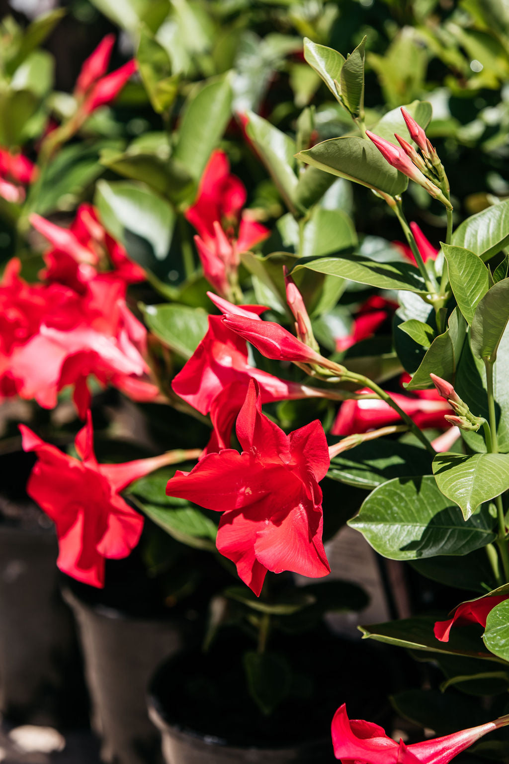 Dipladenia "mandevilla" Tourmaline Rose