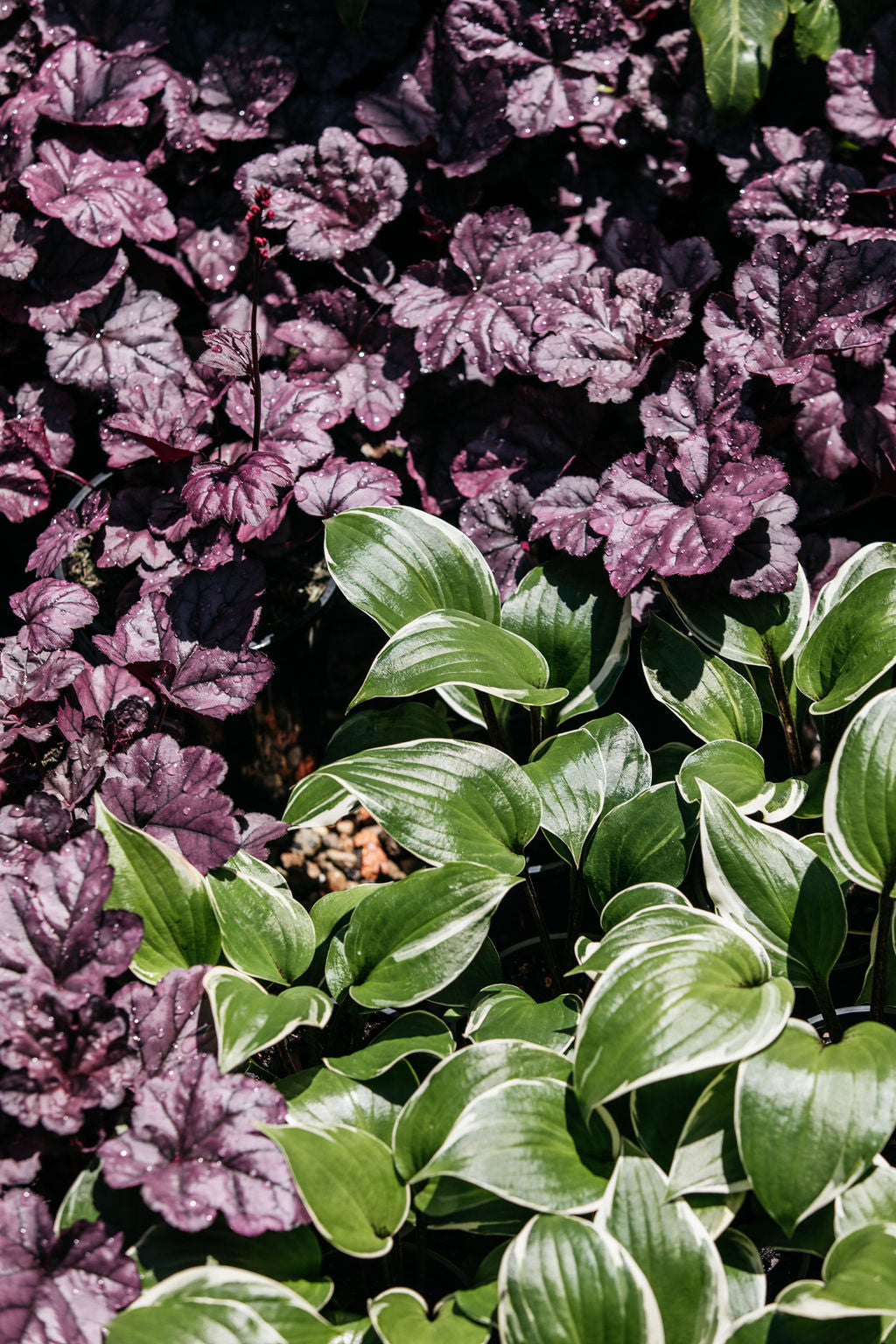 Hosta sp.