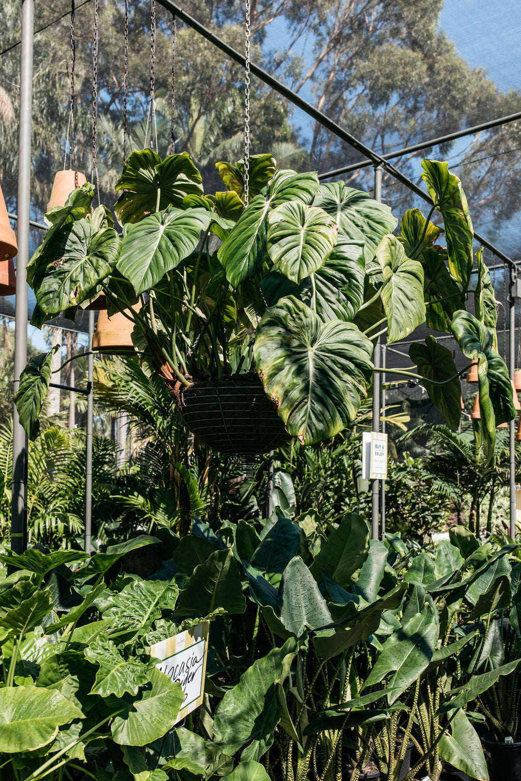 philodendron dean mcdowell for sale Philodendron 'Dean McDowell' – The Palms Sydney