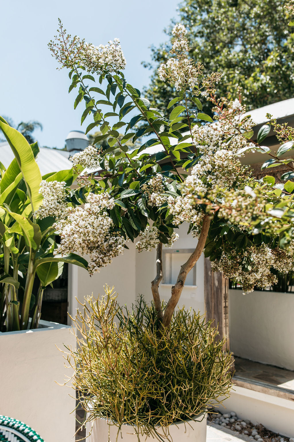 Crepe Myrtle (Lagerstroemia indica)