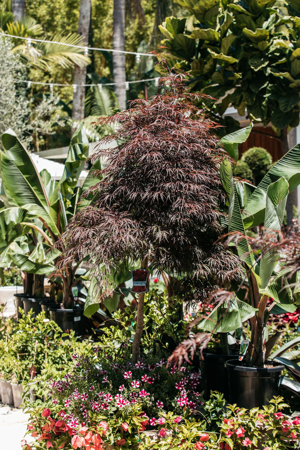Weeping Maple (Acer palmatum dissectum atropurpureum)