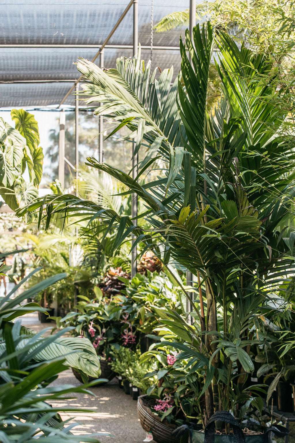 Ivory Cane Palm (Pinanga coronata)