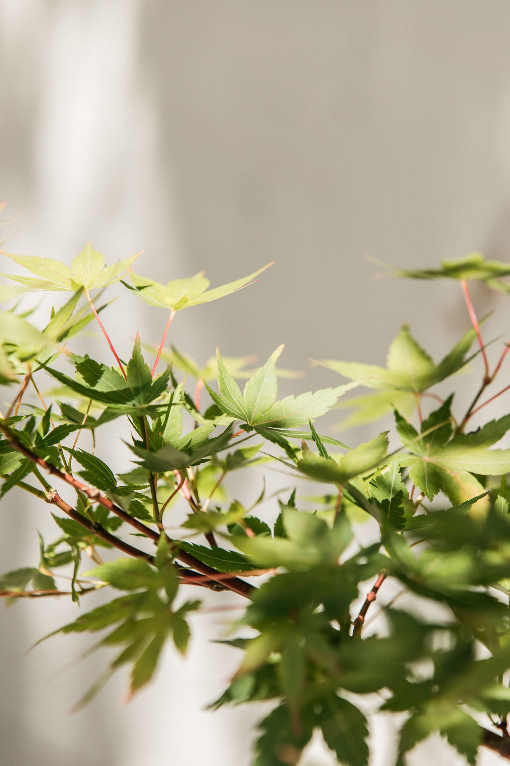 Coral Bark Maple (Acer palmatum Senkaki)