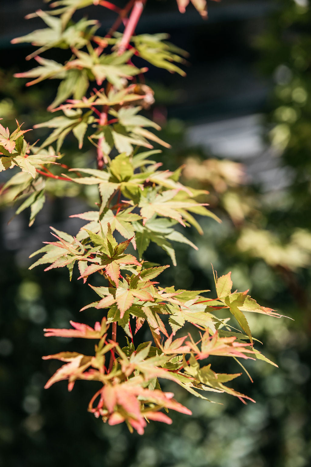 Coral Bark Maple (Acer palmatum Senkaki)