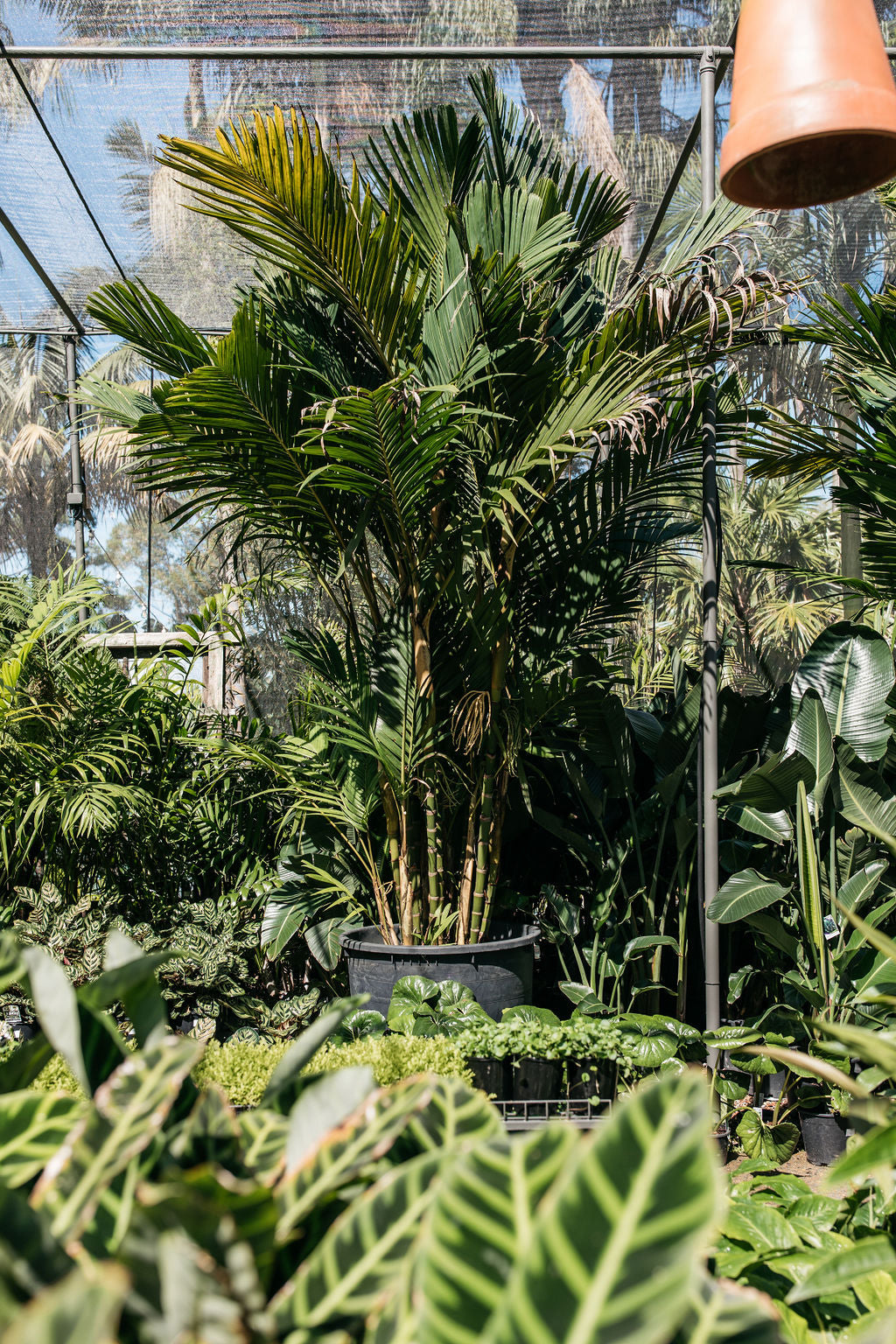 Ivory Cane Palm (Pinanga coronata)