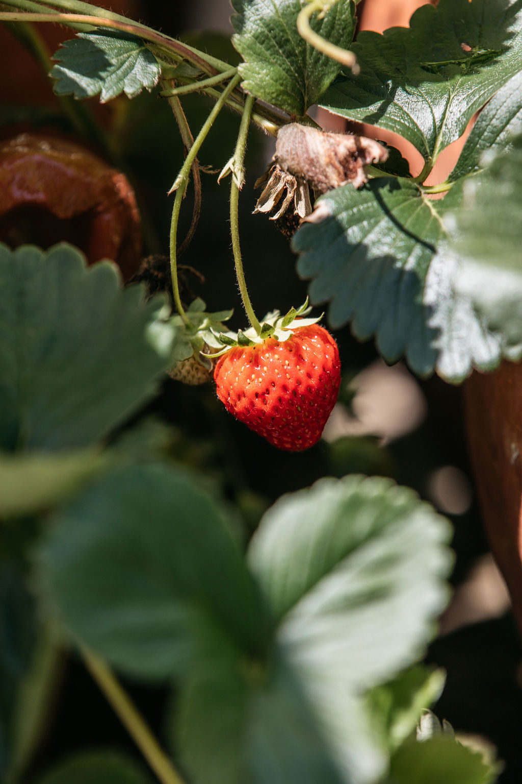 Strawberry Urn Planter