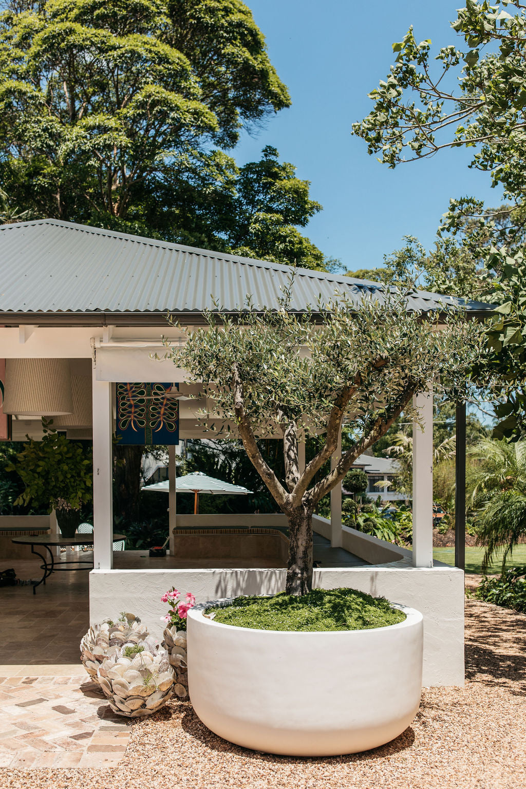 Pratia pedunculata (White Star Creeper)