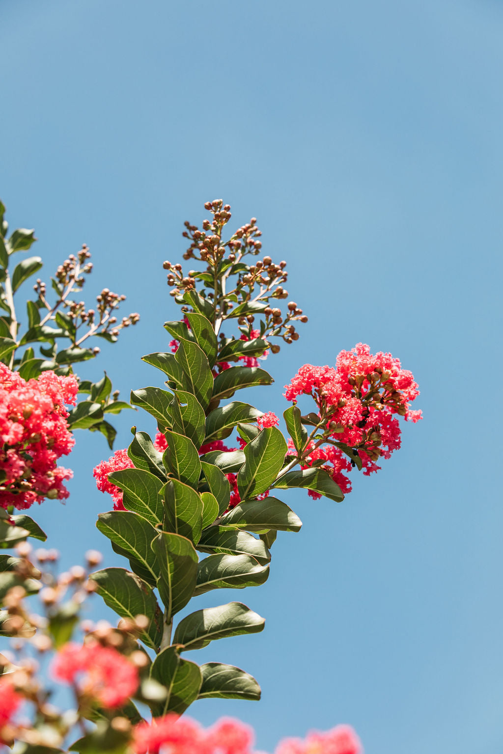 Crepe Myrtle (Lagerstroemia indica)