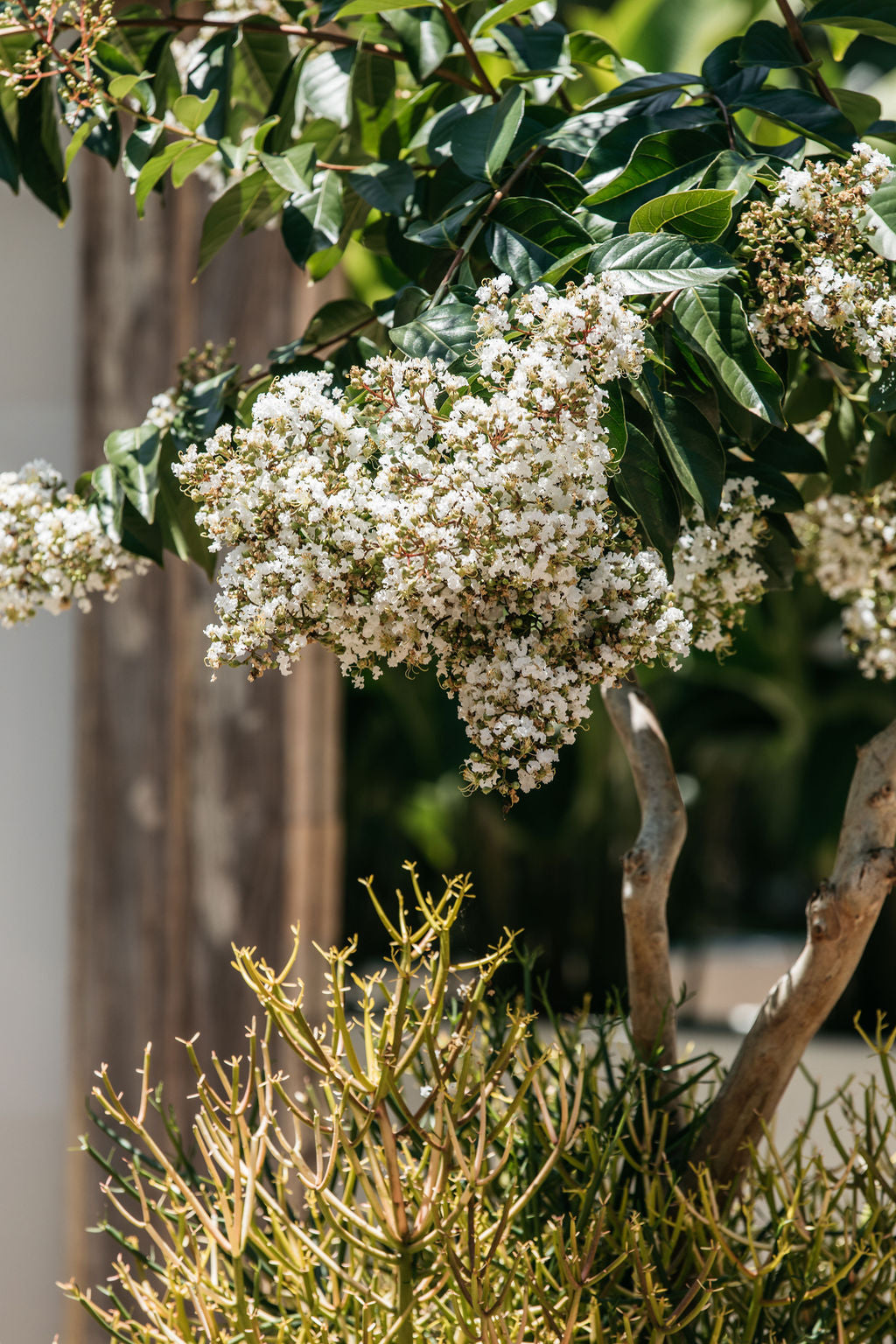 Crepe Myrtle (Lagerstroemia indica)