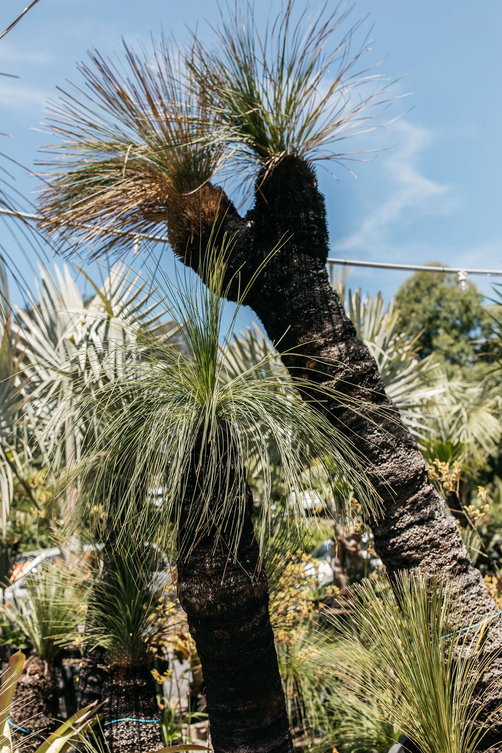 Xanthorrhoea glauca 