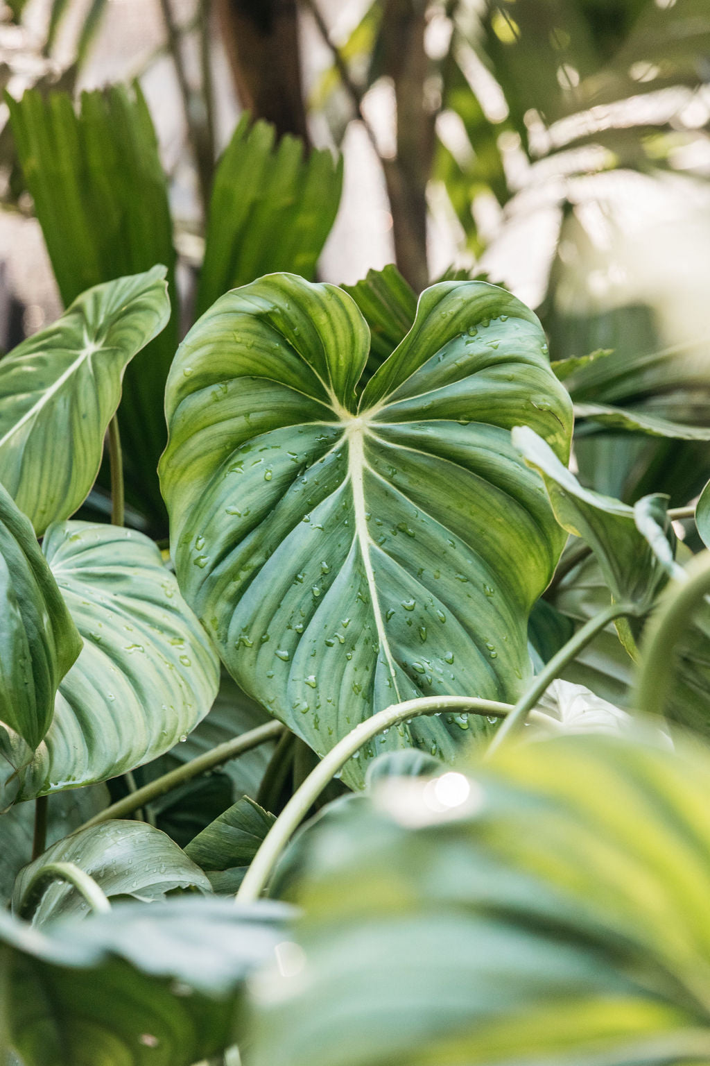 philodendron shangri la size Philodendron Shangri La – The Palms Sydney