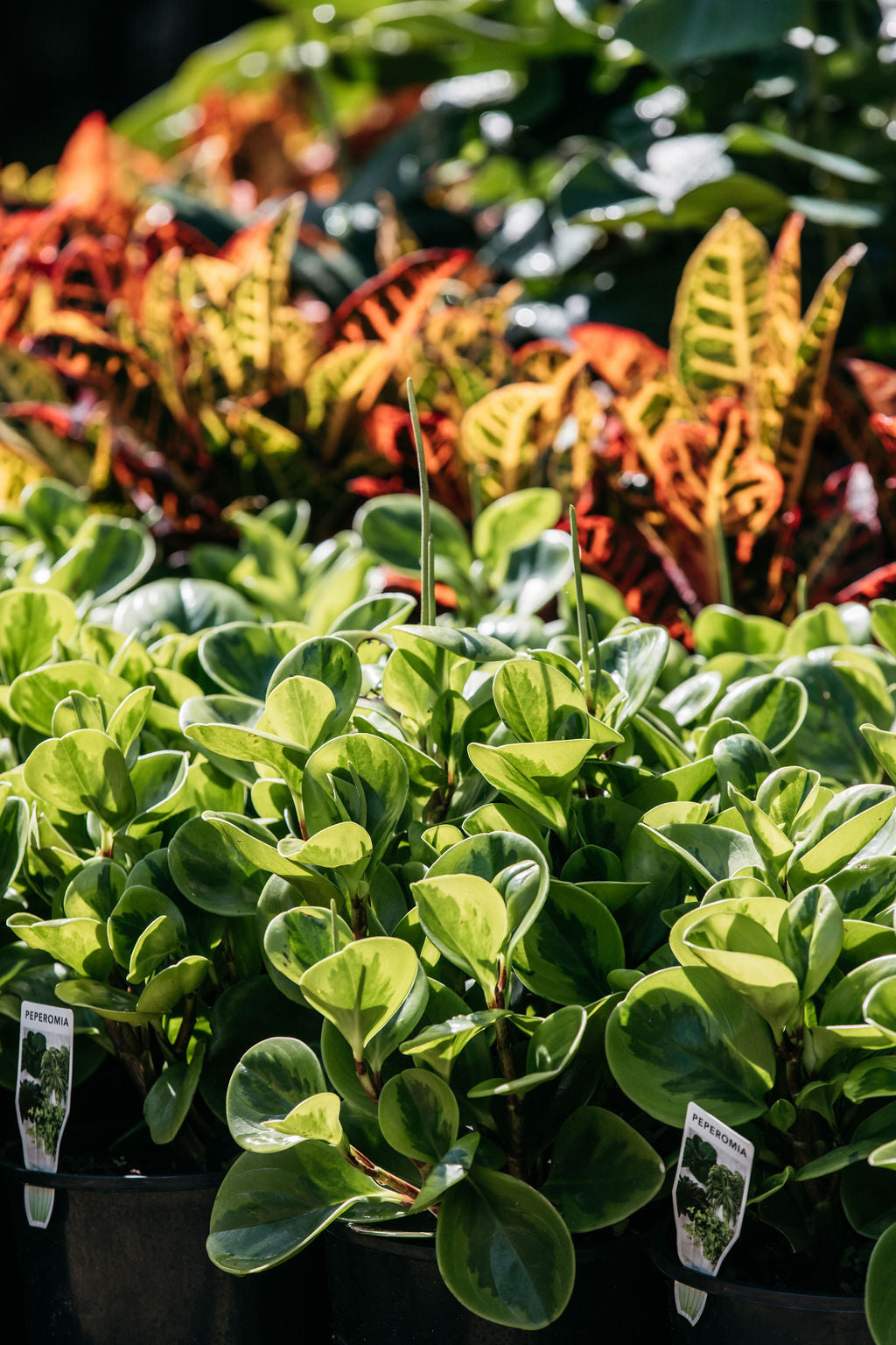 Peperomia Obtusifolia Lemon Lime