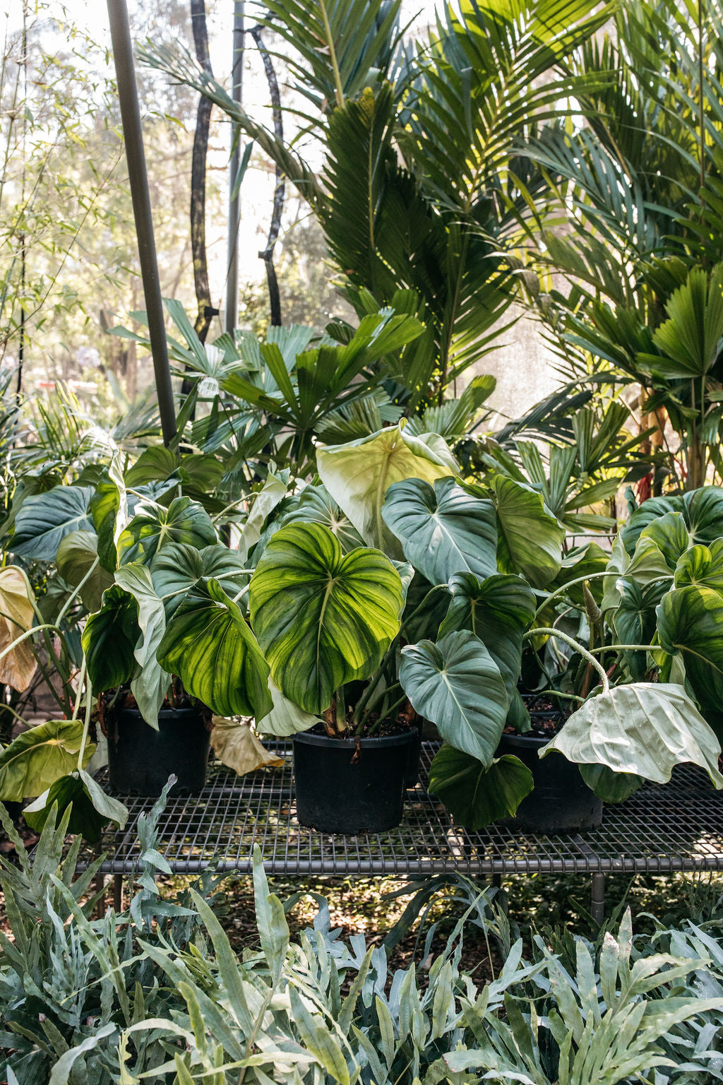 dean mcdowell philodendron Philodendron 'Dean McDowell' – The Palms Sydney