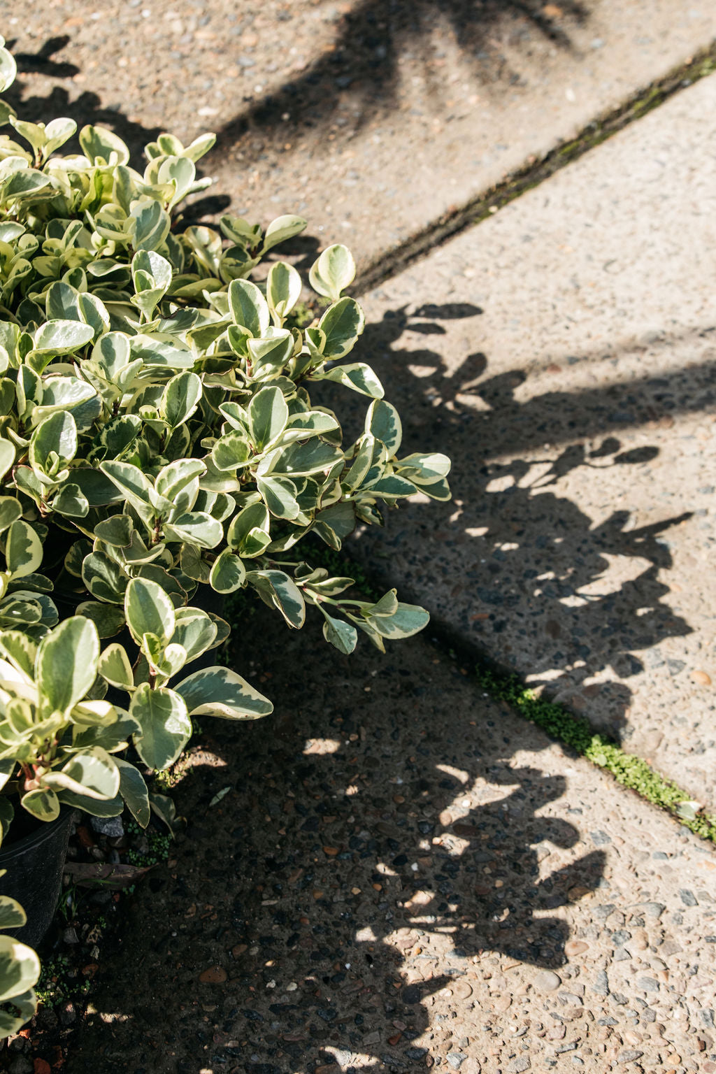 Peperomia Variegata