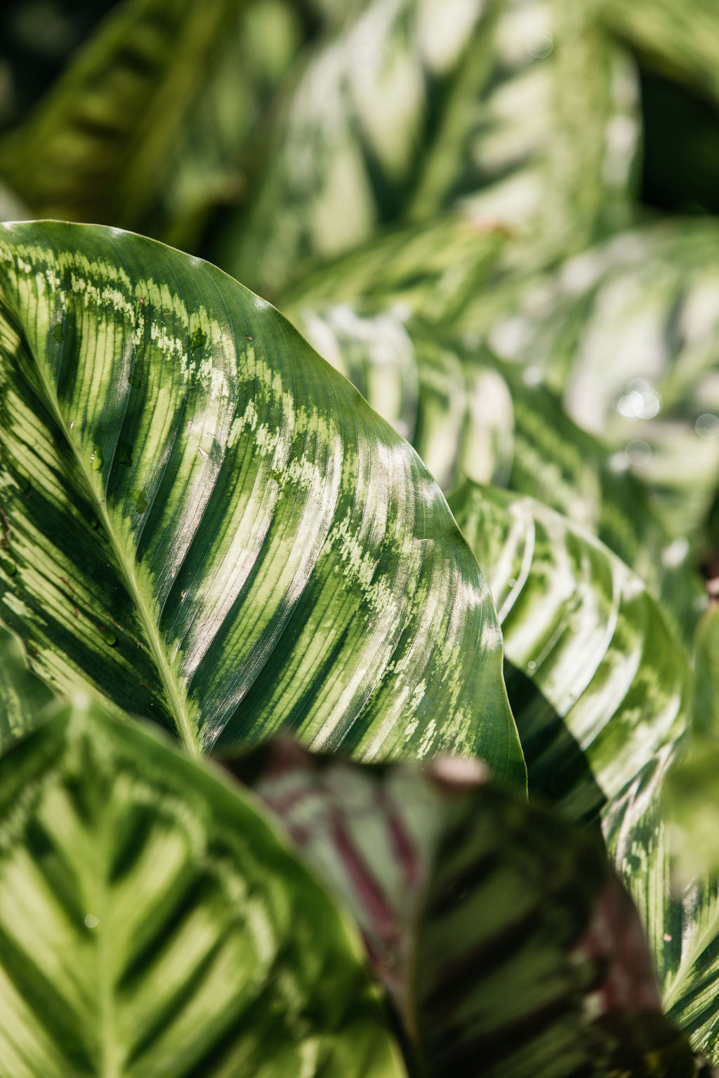 Calathea firestar