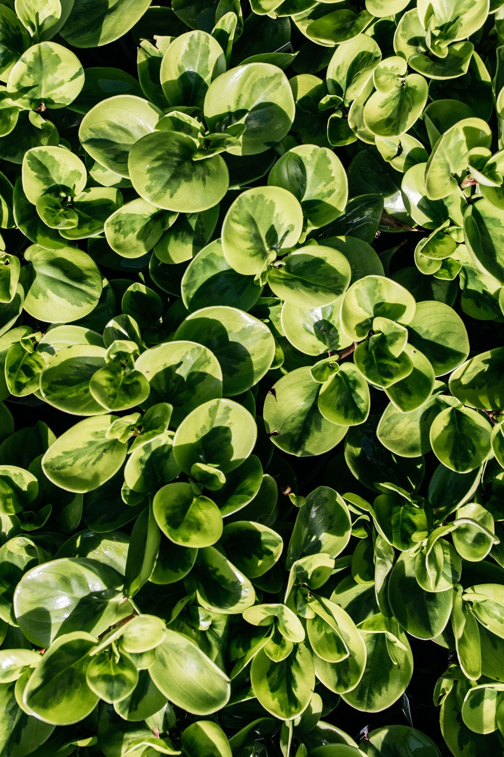 Peperomia Obtusifolia Lemon Lime