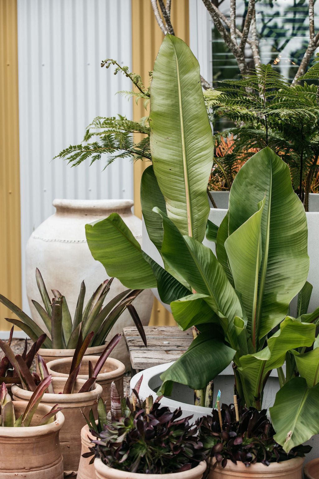 banana leaf palm plant Abyssinian Banana Palm (Ensete ventricosum)