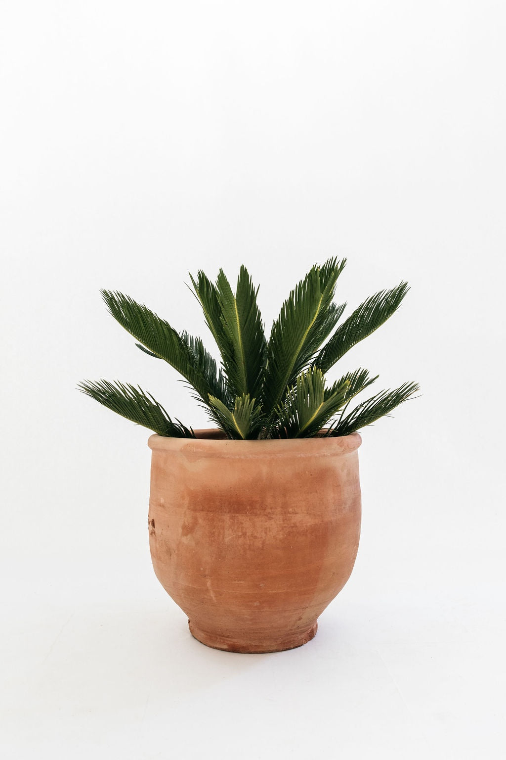 Cycas revoluta (Cycad - Sago Palm)