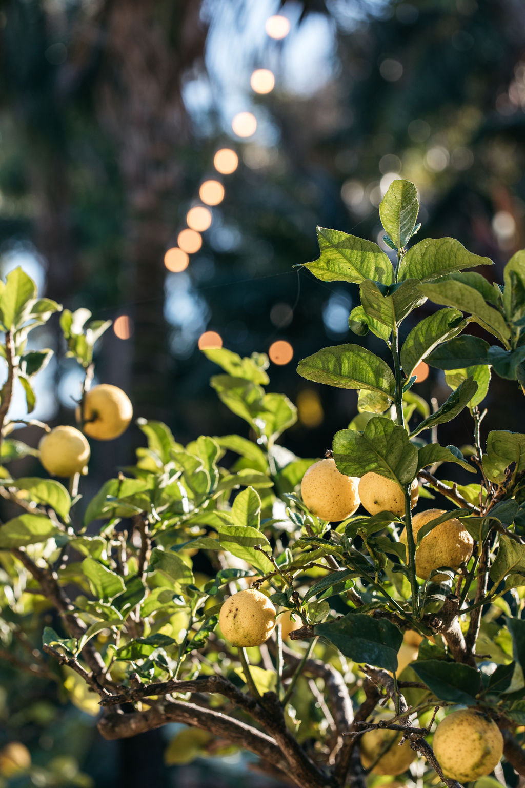 Lemon Tree (Citrus limon 'Eureka')