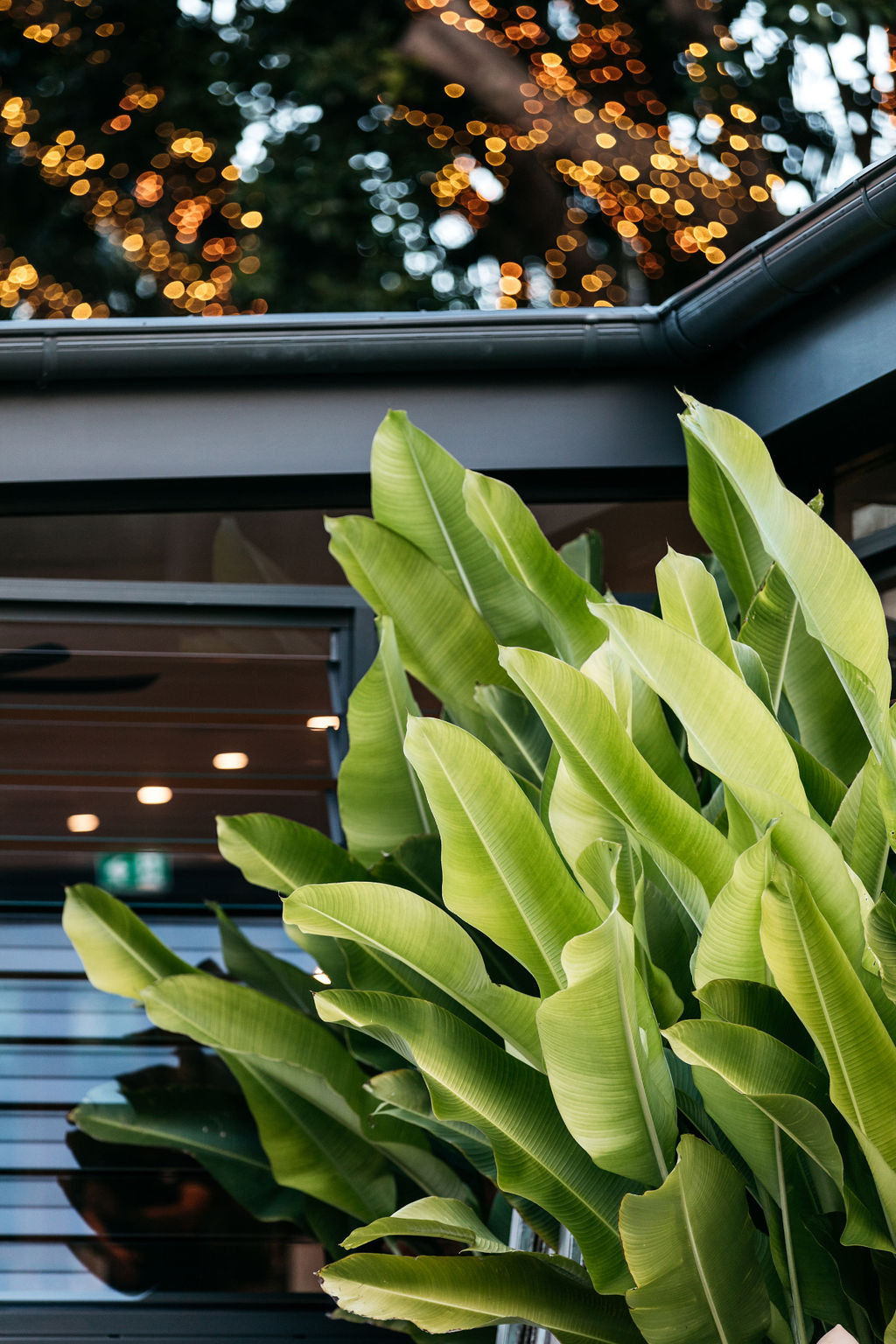 Heliconia 'Kawauchi' (Heliconia bihai x caribaea) – The Palms Sydney