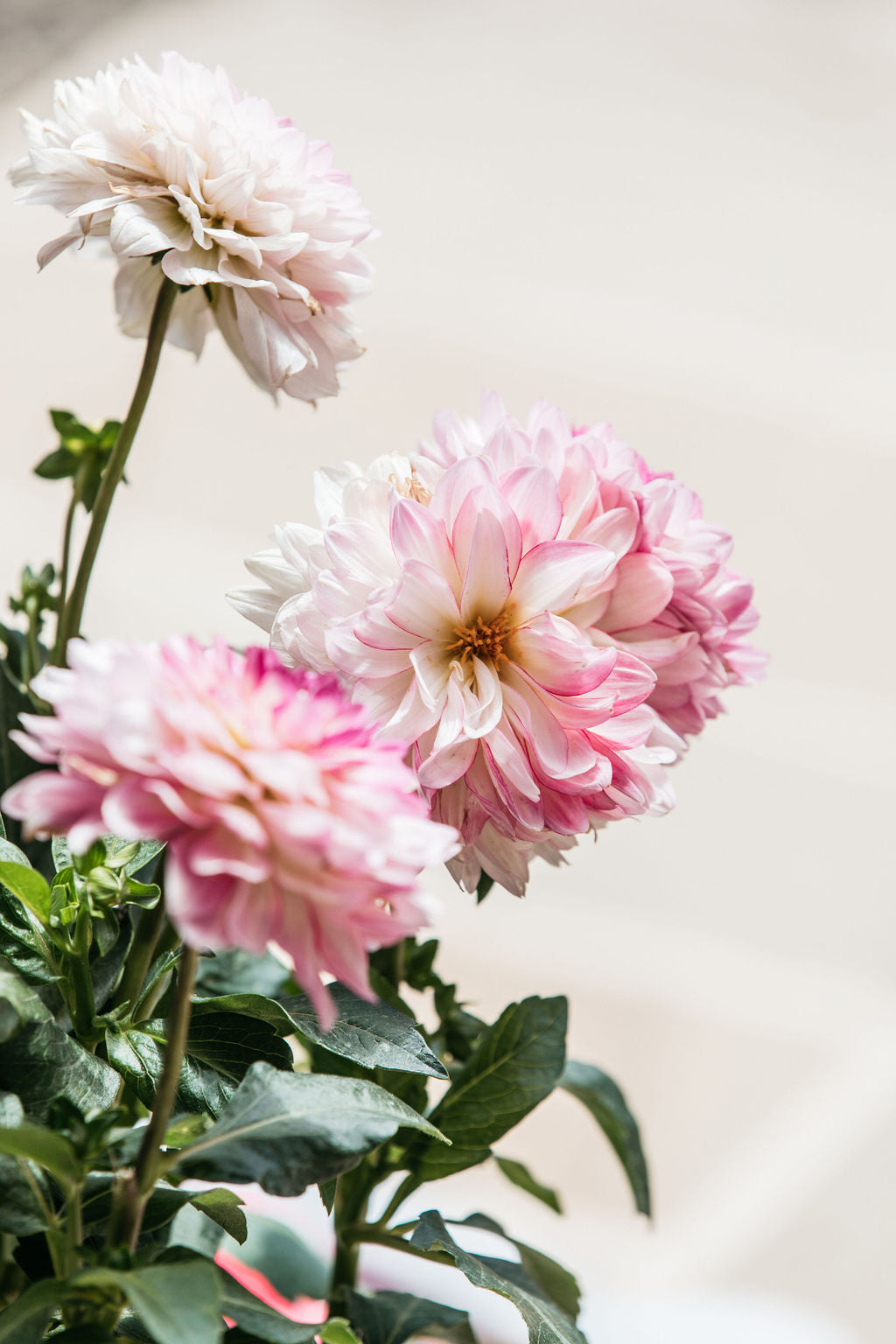 Dahlia Cherry Stripes 190mm