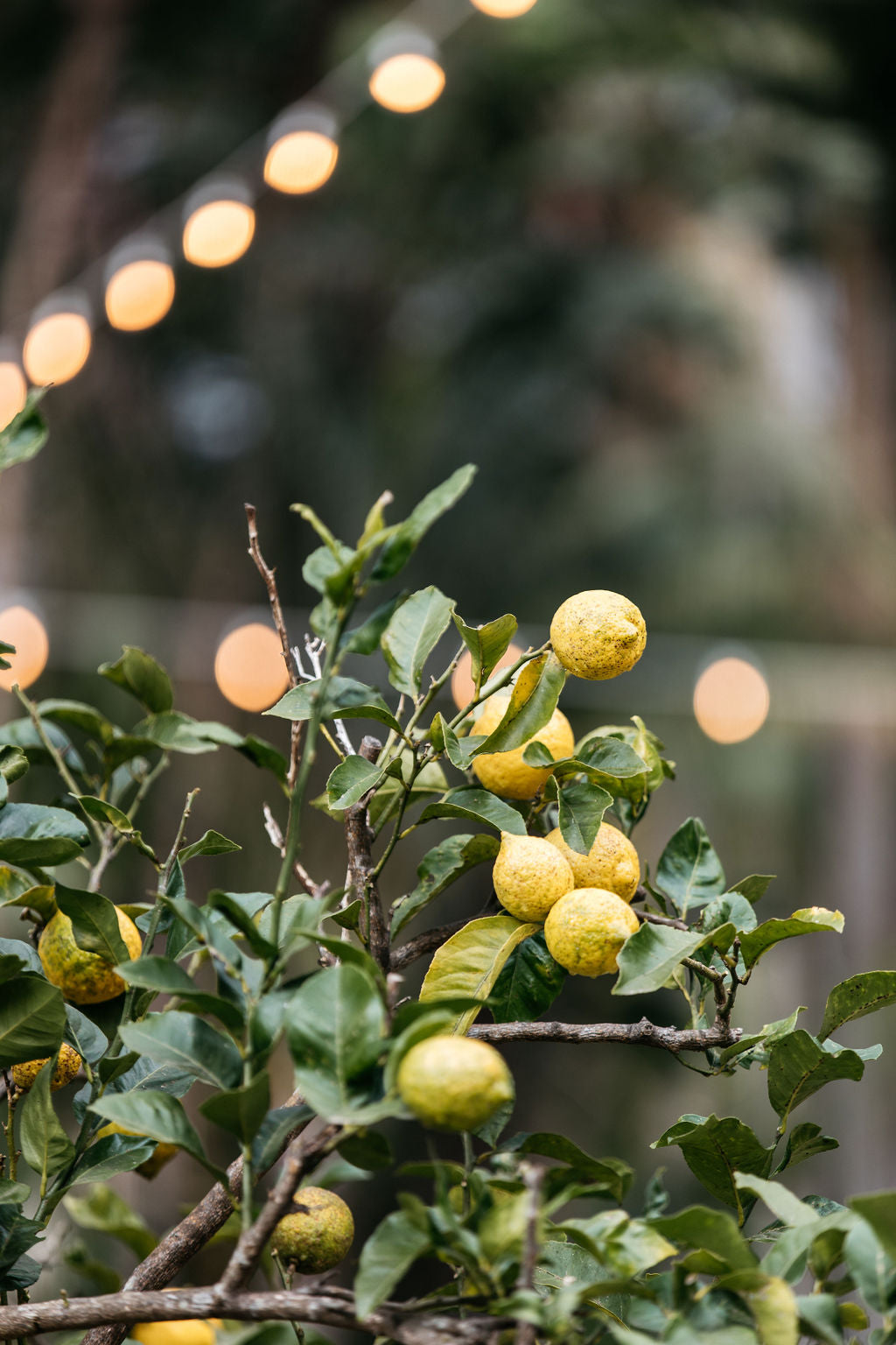 Lemon Tree (Citrus limon 'Eureka')