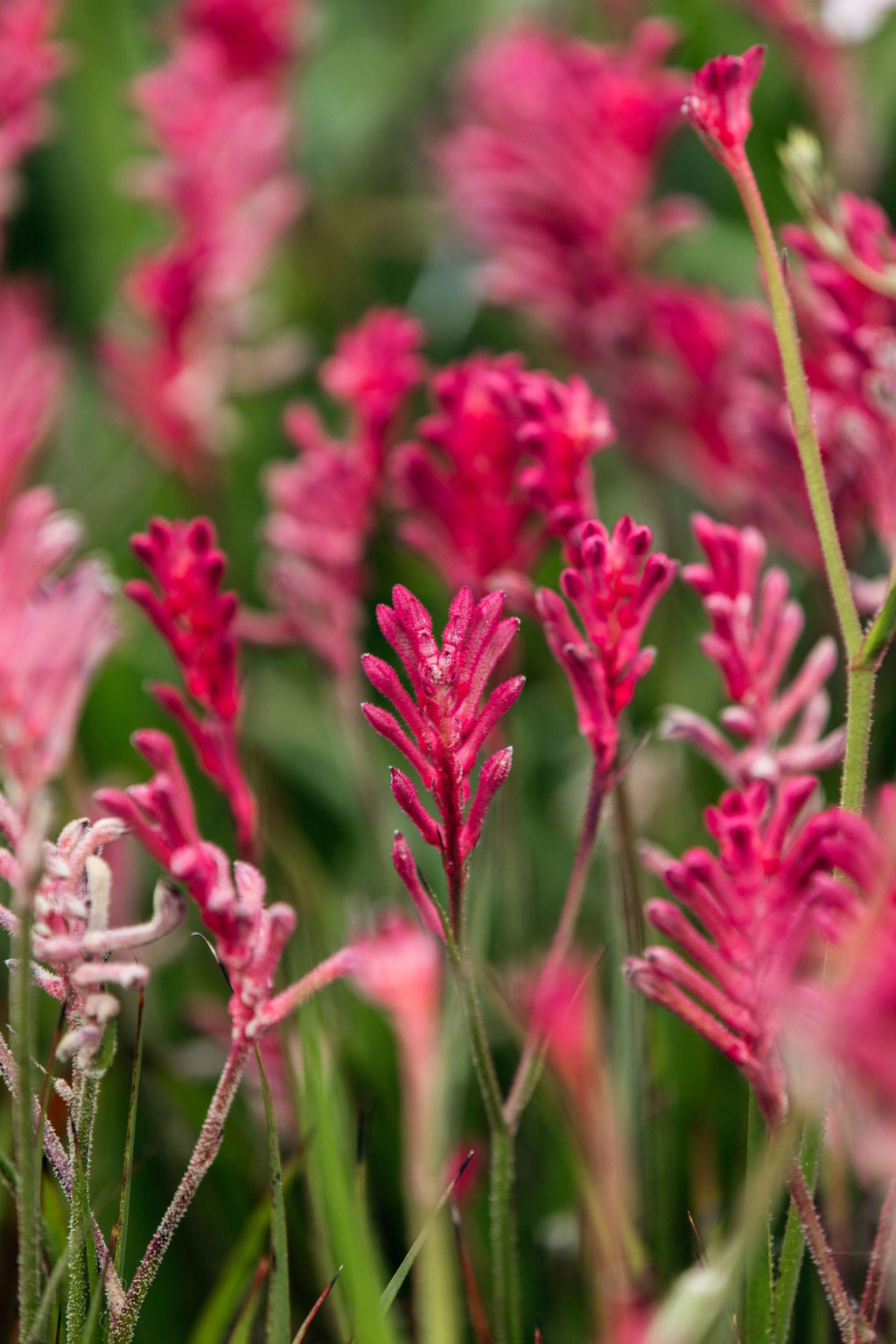 Kangaroo Paw 