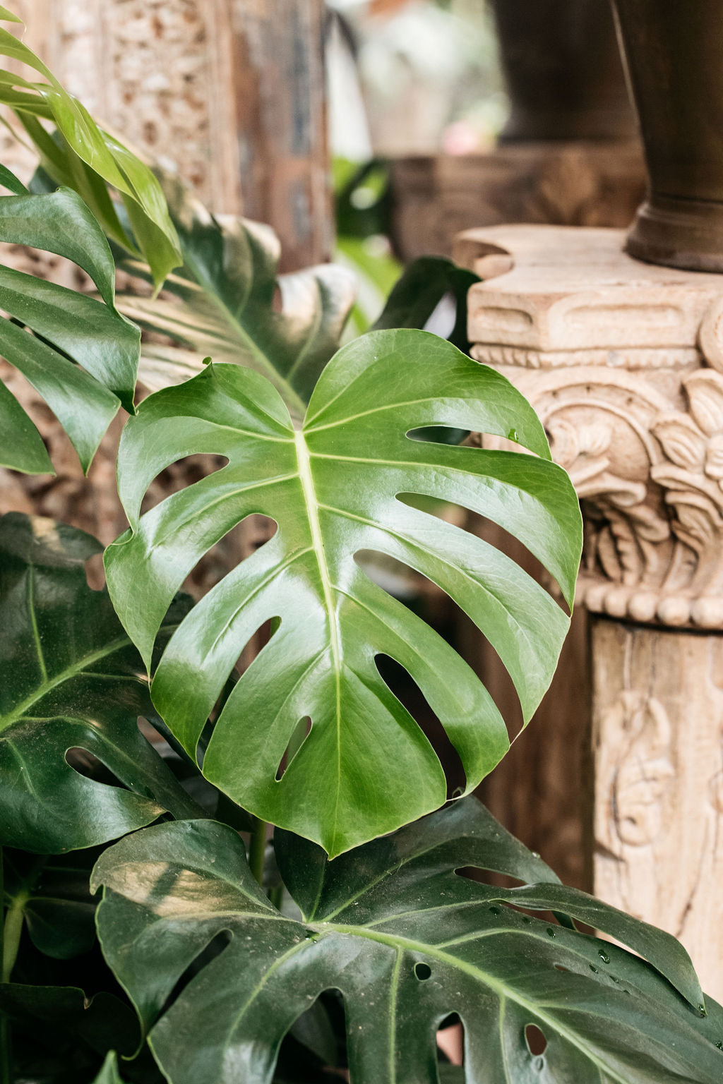 Fruit Salad Plant (Monstera deliciosa)