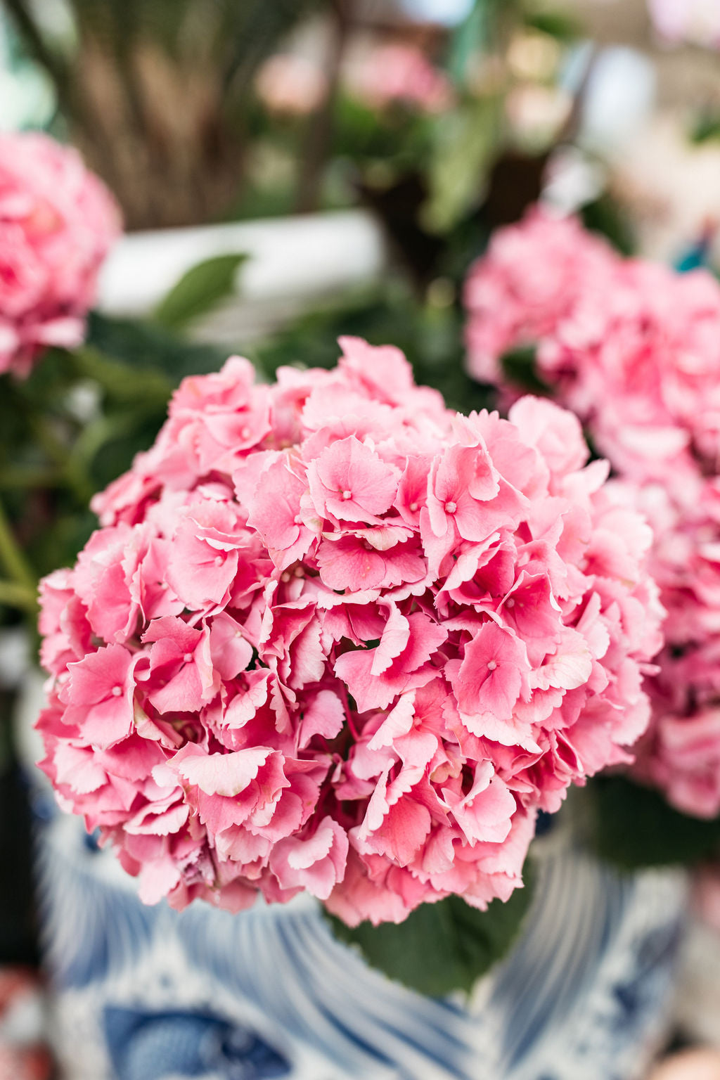 Hydrangea Pink