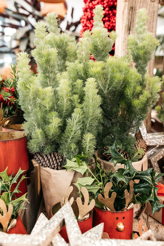 Adenanthos sericeus (Woolly Bush)