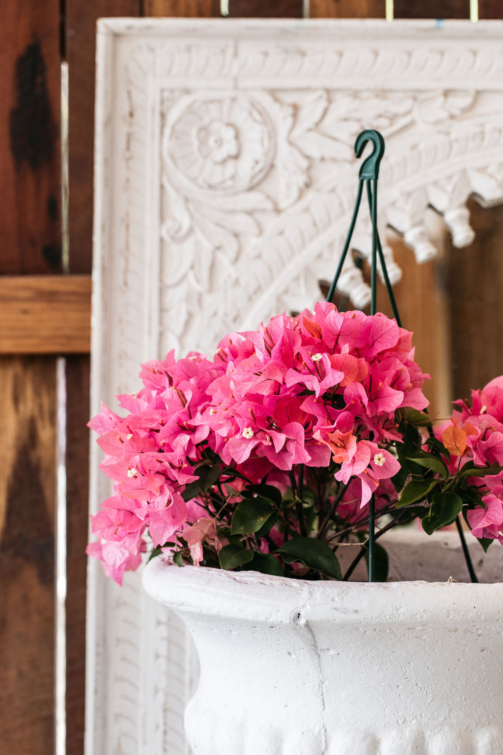 Bougainvillea  Standard