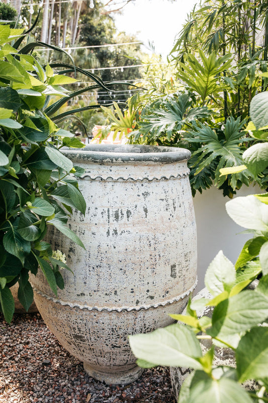 large cardboard plant pots Cardboard Plant (Zamia furfuracea) – The Palms Sydney