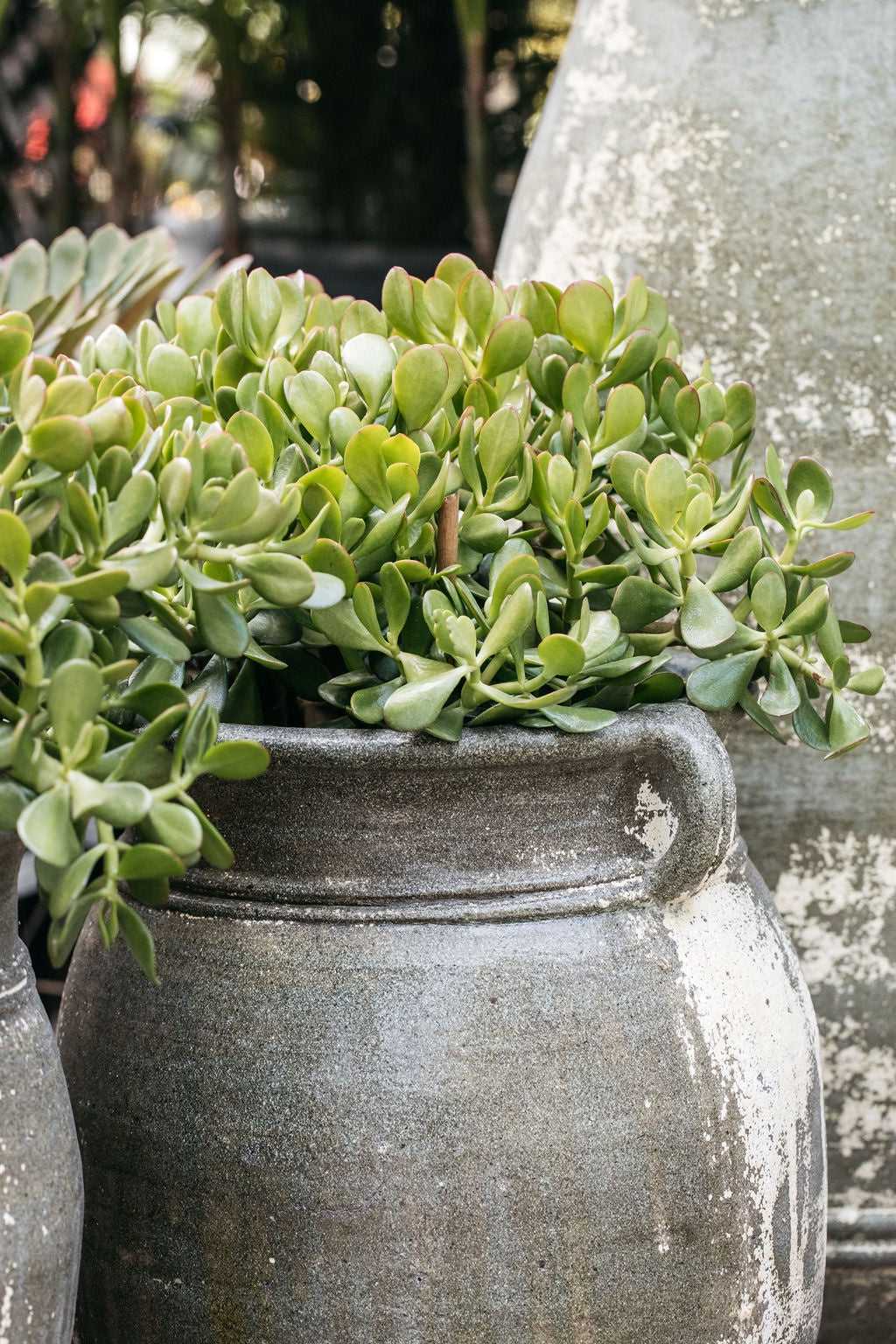 jade plant ground cover Crassula ovata 'Compacta' (Dwarf Jade Plant)