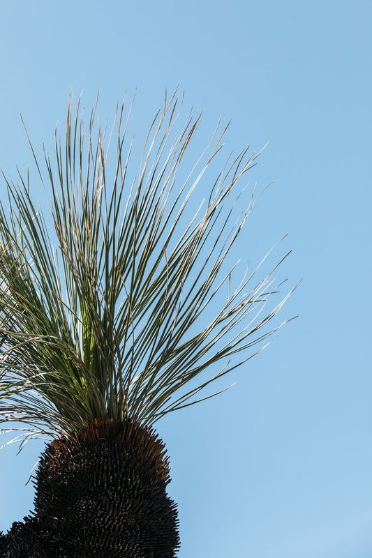 Xanthorrhoea glauca "Grass Tree"