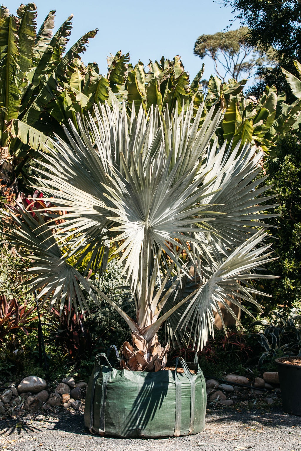 Mature Bismarck Palm 700L 'Bismarckia nobilis'
