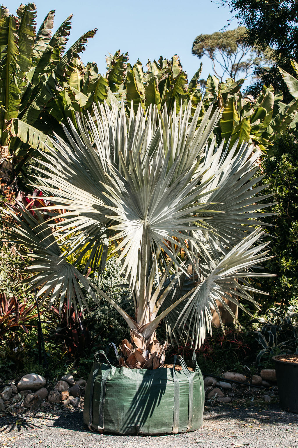 Bismarck Palm ' Bismarckia nobilis'