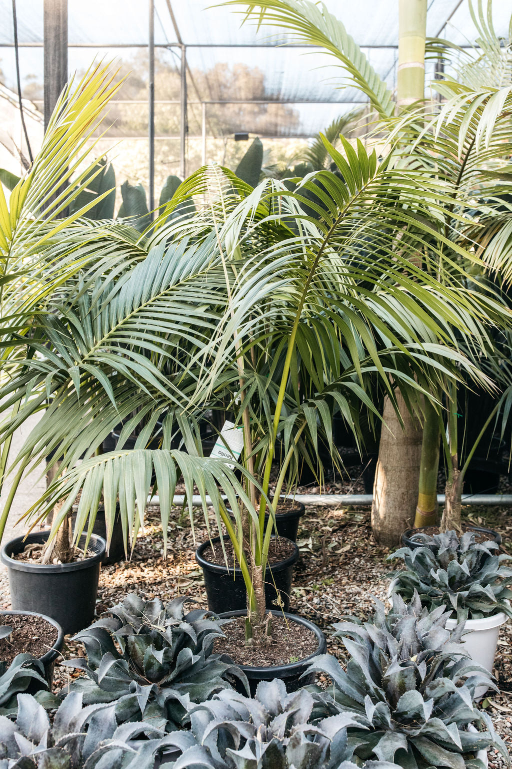 Kentia Palm