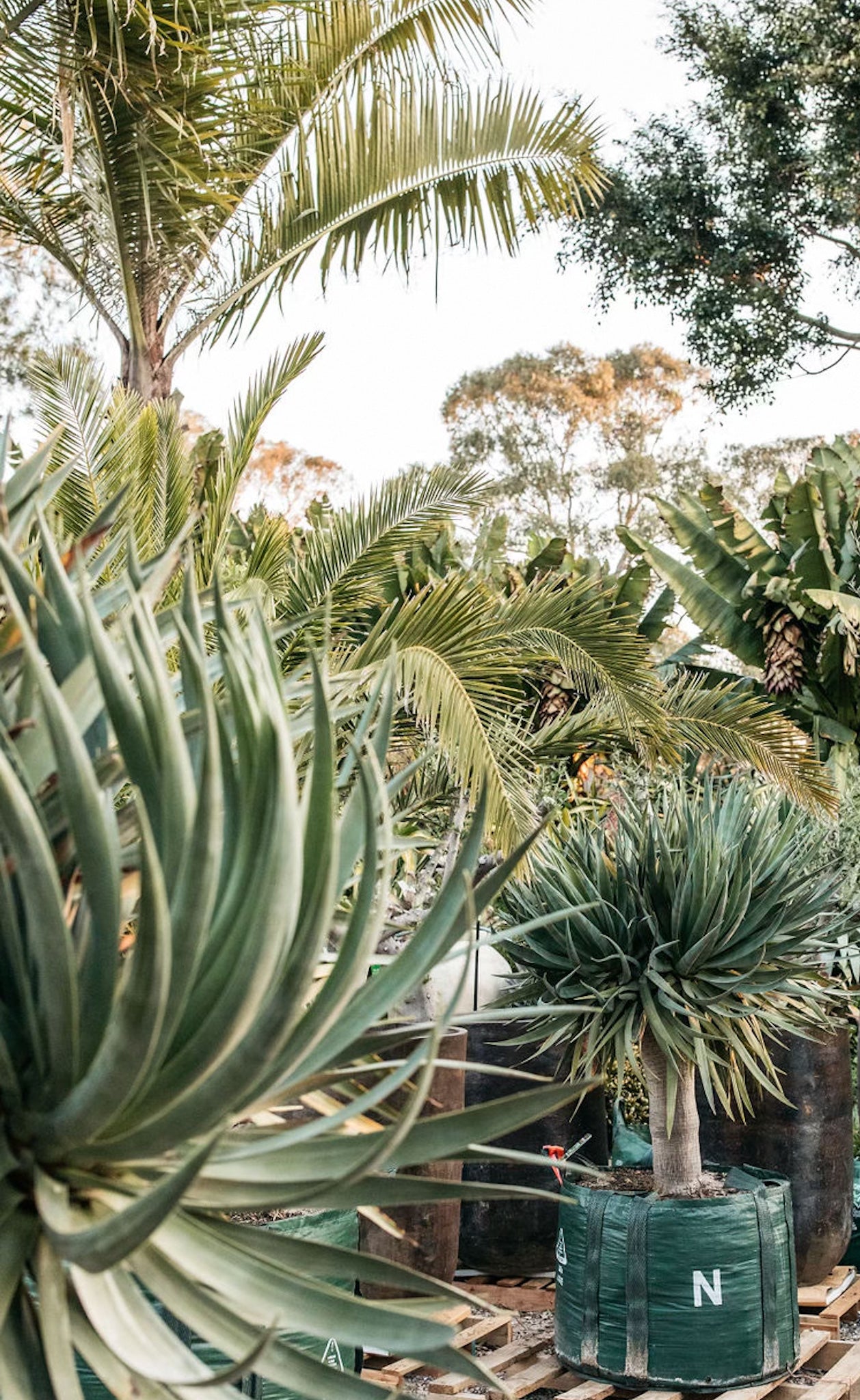 dracaena palm trees Dragon Tree (Dracaena draco)
