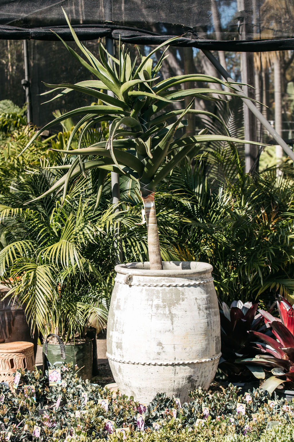 Giant Aloe Tree (Aloe Barberae)