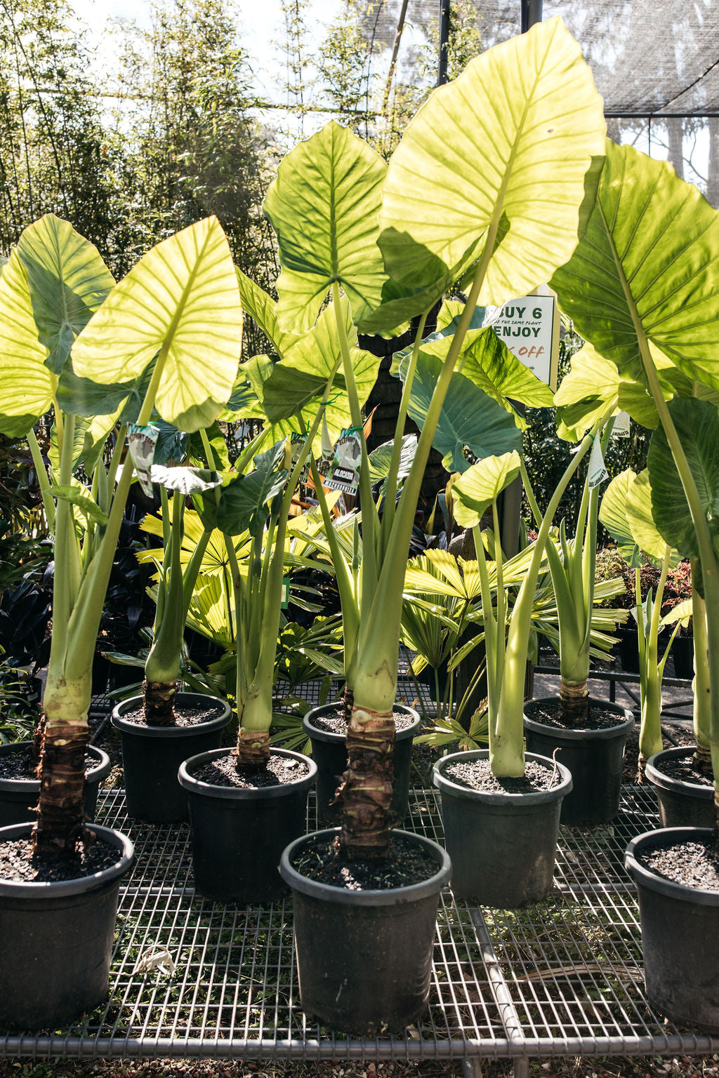 Giant Elephant Ear Plant (Alocasia macrorrhiza)