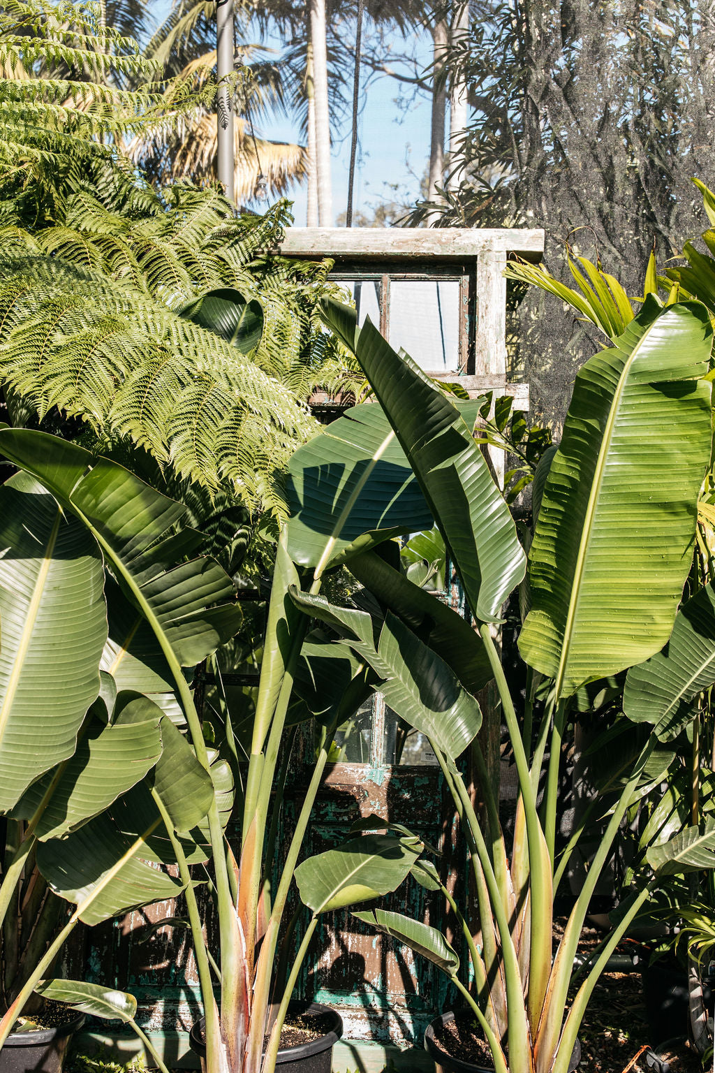 birds of palm plant Giant Bird of Paradise (Strelitzia nicolai)