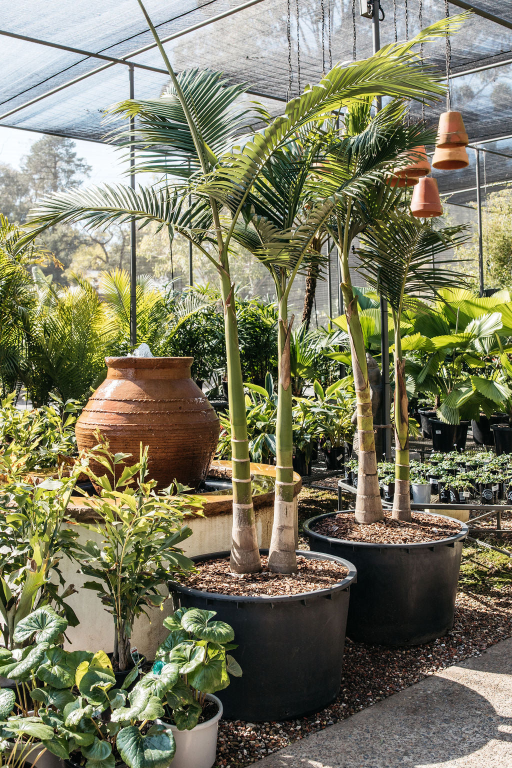 Bangalow Palm (Archontophoenix cunninghamiana)